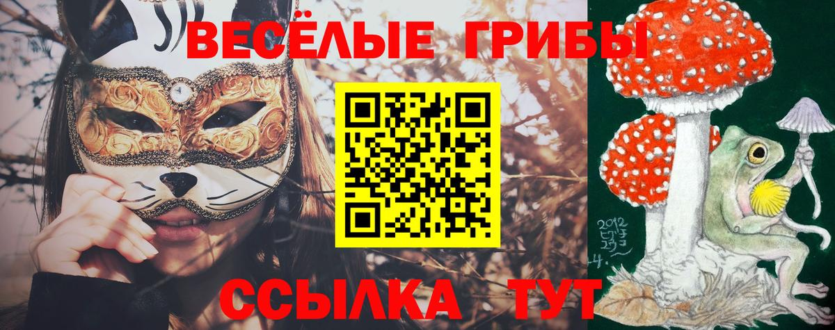 Псилоцибиновые грибы Cubensis Нальчик